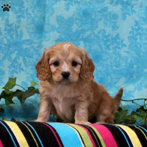 Kendal, Cavalier King Charles Mix Puppy